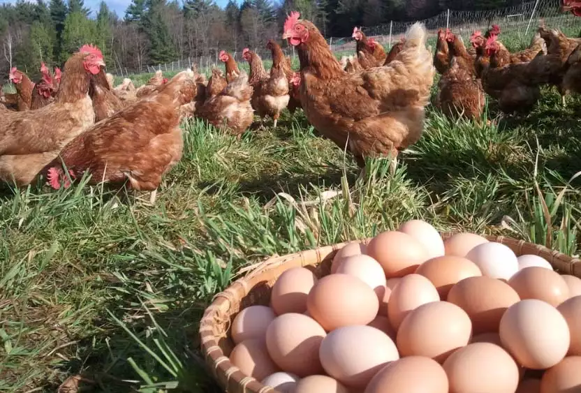 Fully Automatic Egg Tray Making Machine Again Sold To Nigeria 1 Chicken & eggs