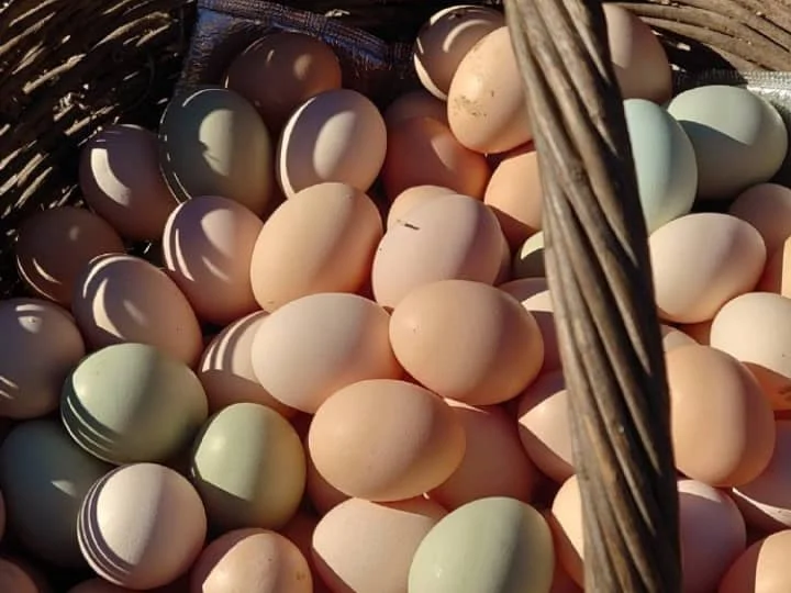Hen farm eggs